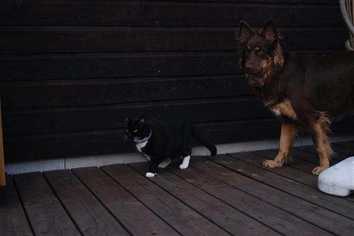 Blanding af racer Laika - Laika og Nova lusker... billede 9