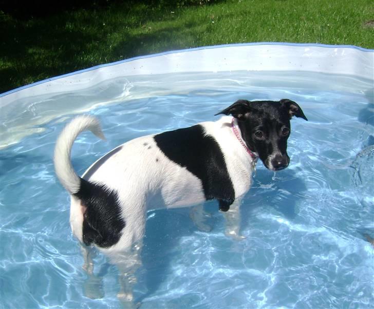 Dansk svensk gaardhund Cassie billede 18