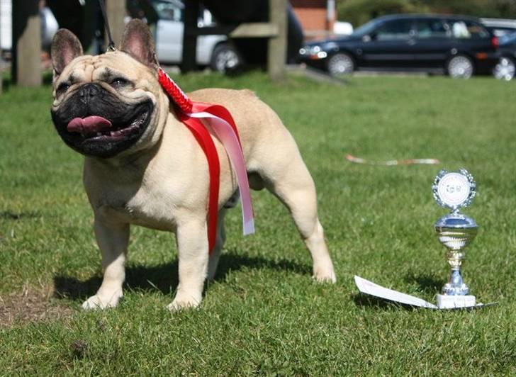 Fransk bulldog Boris - 10 mdr billede 1