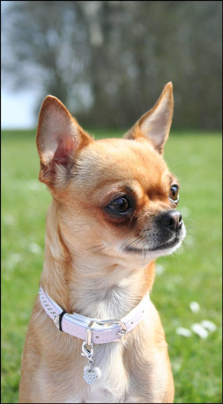 Chihuahua **Bertha** billede 8