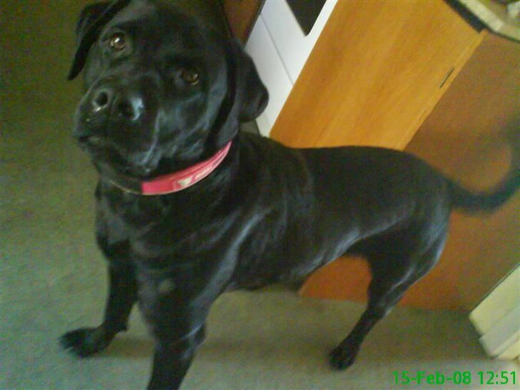 Labrador retriever Anne (R.I.P) - ynglings foto billede 3