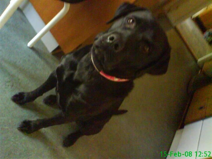 Labrador retriever Anne (R.I.P) - dygtigt :D billede 5