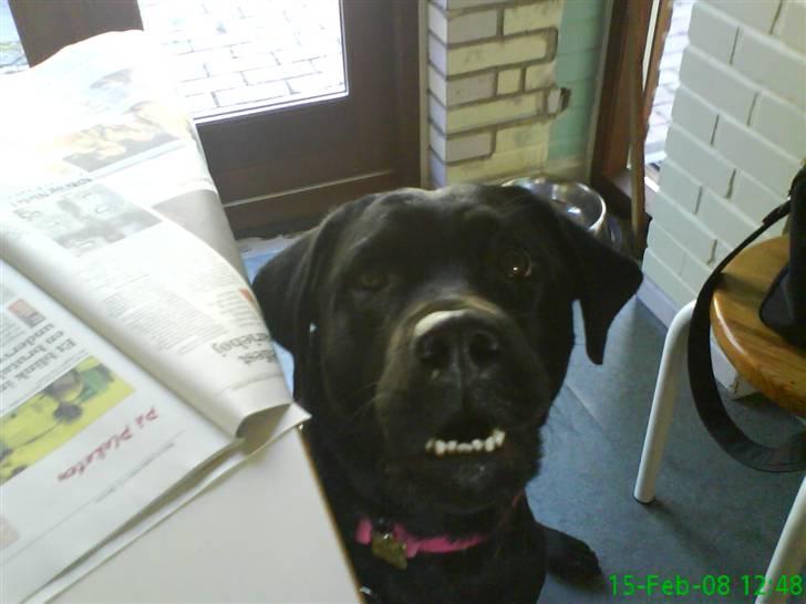 Labrador retriever Anne (R.I.P) - :-* billede 6