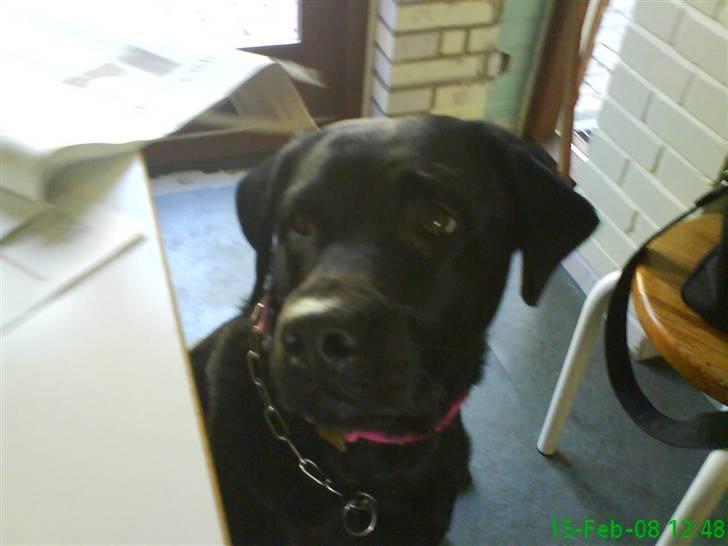 Labrador retriever Anne (R.I.P) - optaget, liisom når hun ser fjernsyn (: billede 7