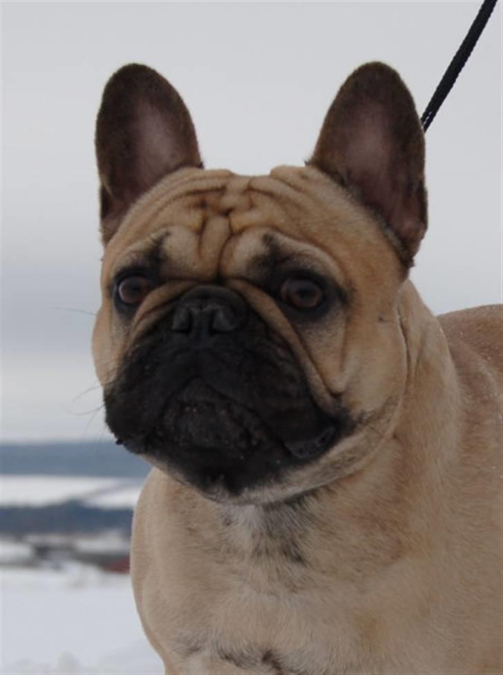 Fransk bulldog Boris billede 2