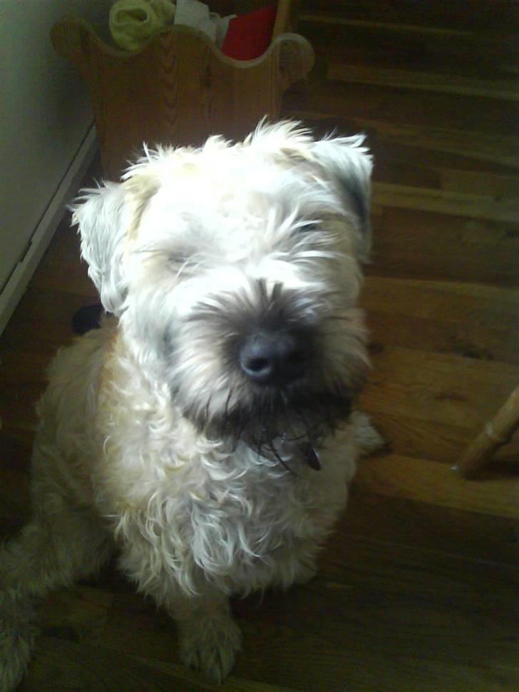 Irish softcoated wheaten terrier Bess [R.I.P.] billede 10