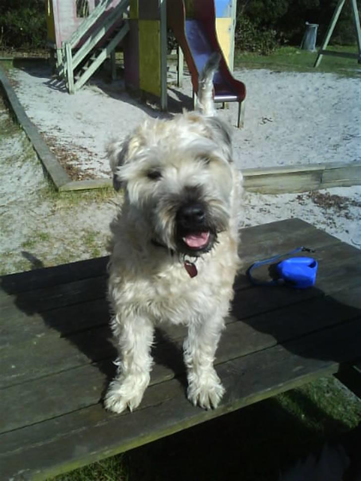 Irish softcoated wheaten terrier Bess [R.I.P.] - Hov ?! Så røg jeg lige op på bordet ! billede 11