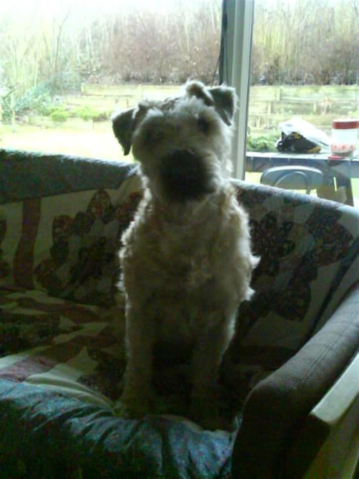Irish softcoated wheaten terrier Bess [R.I.P.] - Heelt uskyldig hund :D billede 12