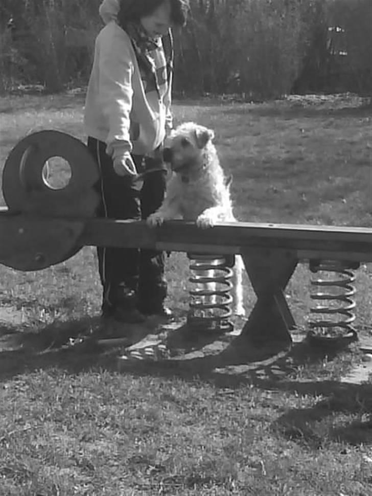 Irish softcoated wheaten terrier Bess [R.I.P.] - Det altså virkelig spændende at være på legeplads :P billede 13