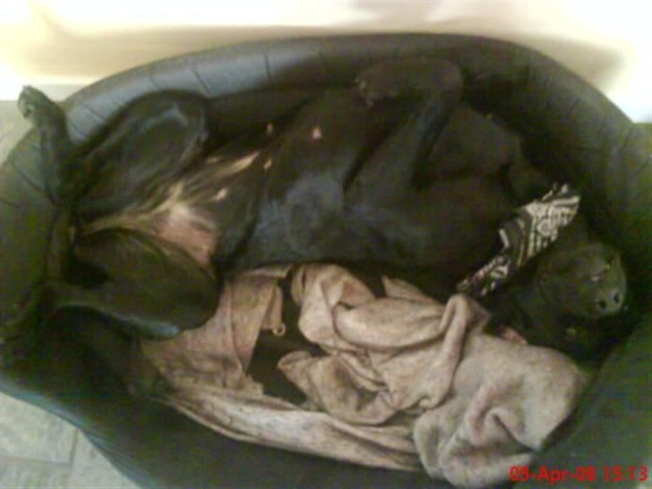 Labrador retriever Anne (R.I.P) - Sovende anne (: billede 8