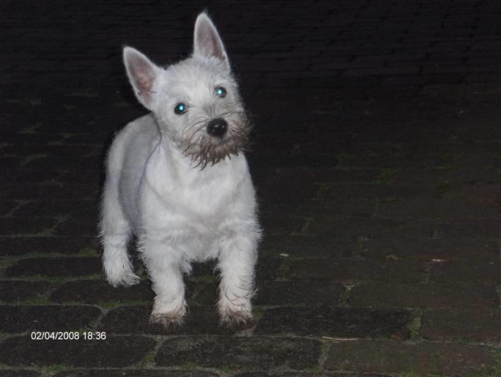 West highland white terrier KIKI - "hvad si´r du - må jeg ikke grave i haven?" billede 5