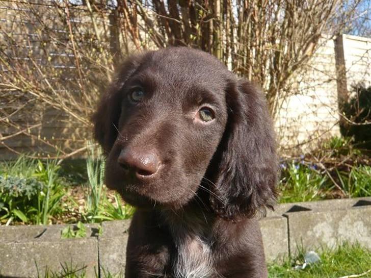 Langhåret hønsehund Chila billede 6