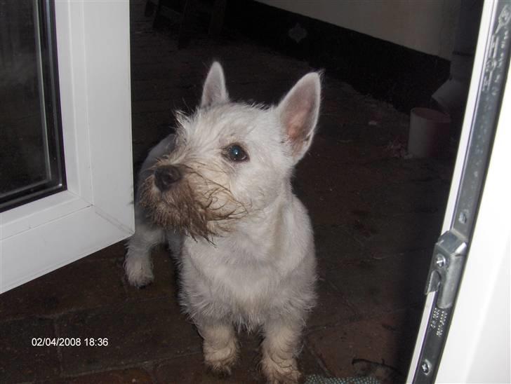 West highland white terrier KIKI - - sikke et fjæs!! "må jeg komme ind??" billede 6