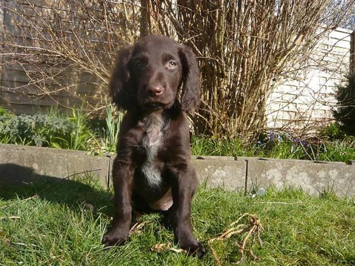 Langhåret hønsehund Chila billede 7