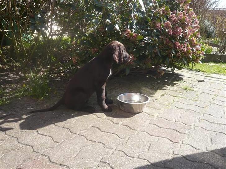 Langhåret hønsehund Chila billede 8