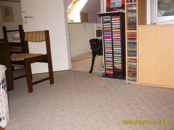 Blanding af racer Fie. - Her kommer jeg. billede 12