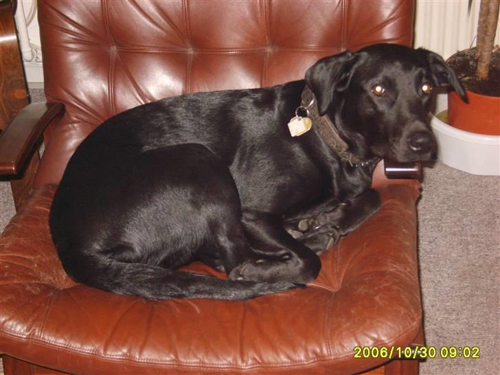 Blanding af racer Fie. - Min yndlingsstol. billede 13