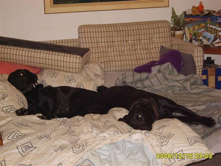 Blanding af racer Fie. - Det her er ligge noget jeg kan holde til, (sandy til venstre og mig til højre) billede 14