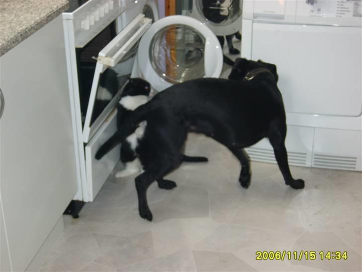 Blanding af racer Fie. - He, hvad sker der, jeg ville jo bare bide katten lidt i potterne. billede 15