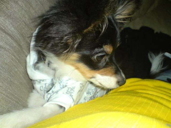 Papillon Tyson Død :( billede 9