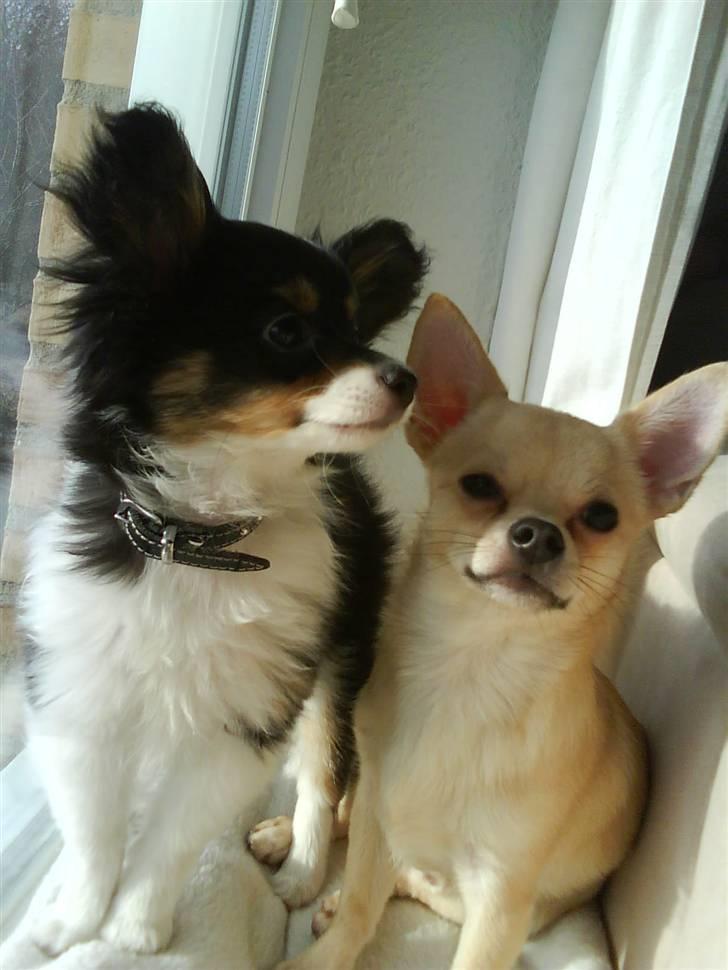 Papillon Tyson Død :( - De bedste venner Tyson og Basse :D billede 10