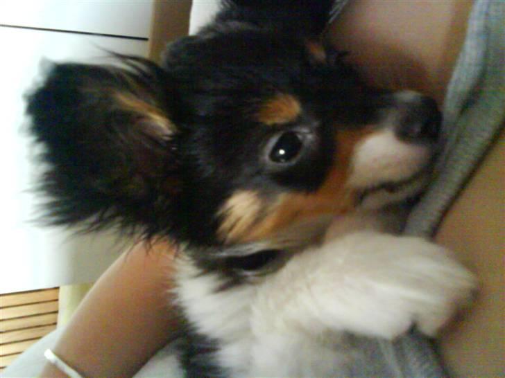 Papillon Tyson Død :( - Det er bare så super dejligt at ligge i mors arm :D billede 11