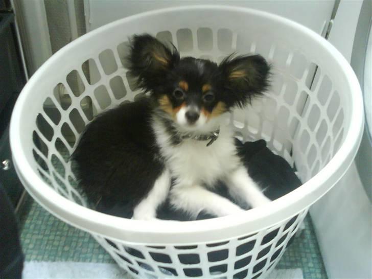 Papillon Tyson Død :( - hjælper moar med at vaske tøj billede 12