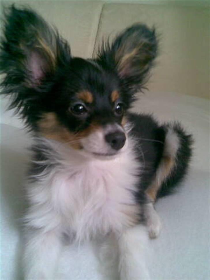 Papillon Tyson Død :( billede 13