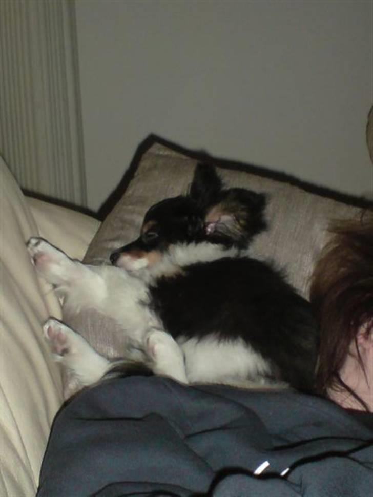 Papillon Tyson Død :( billede 14