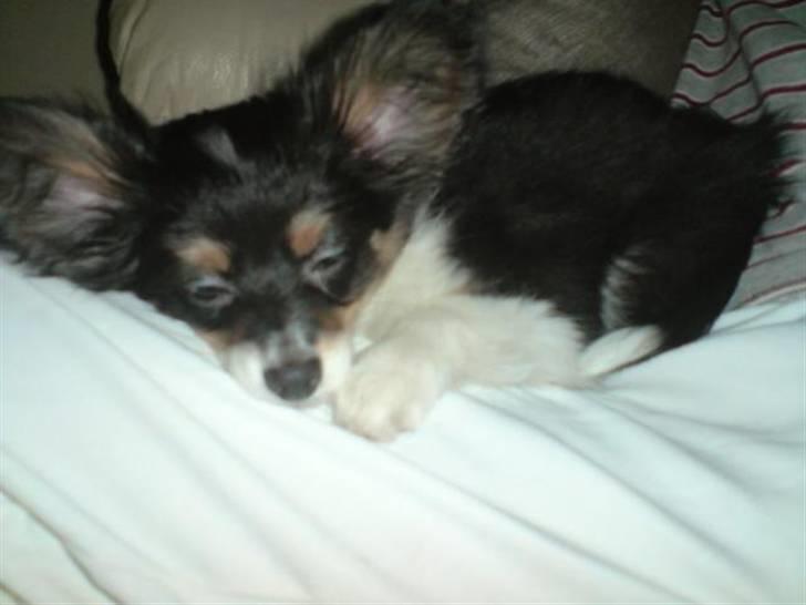 Papillon Tyson Død :( billede 15