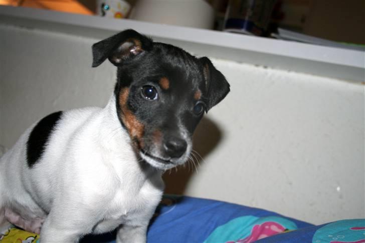 Dansk svensk gaardhund Noah - En lille forhutlet hvalp, der ikke rigtig ved, hvor den ska´ gøre af sig selv... billede 2