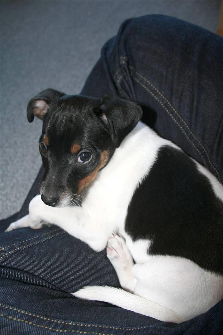 Dansk svensk gaardhund Noah - Så lille og rolig var han engang... billede 3