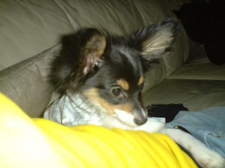 Papillon Tyson Død :( billede 16