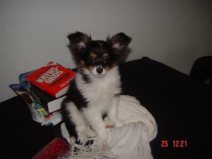 Papillon Tyson Død :( billede 17