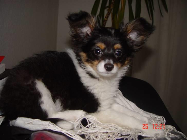 Papillon Tyson Død :( billede 18