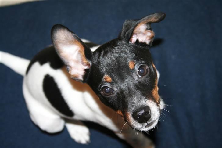 Dansk svensk gaardhund Noah - Hvad - ska´ jeg kigge...?!? billede 7