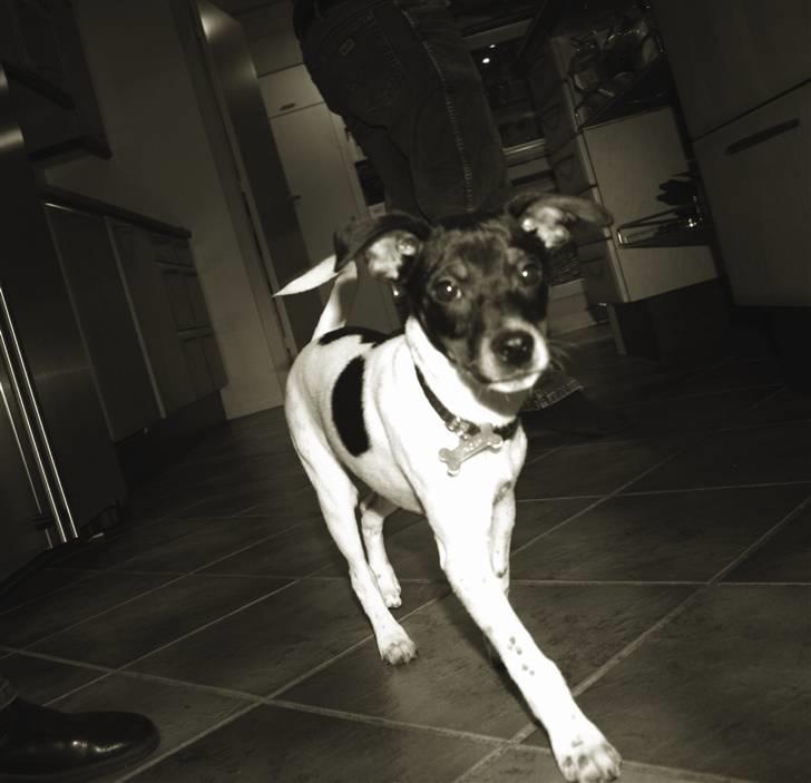 Dansk svensk gaardhund Noah - Spankulerer lige rundt og venter på julemaden... billede 8