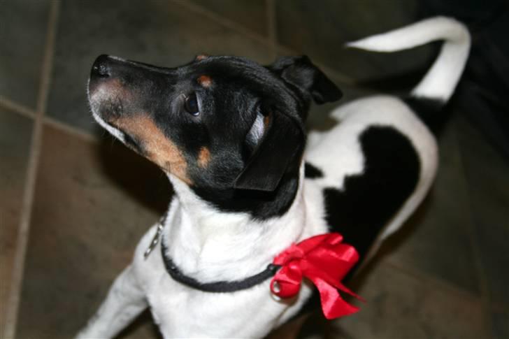 Dansk svensk gaardhund Noah - En lille marcipangris er snart klar til julegaverne... billede 9