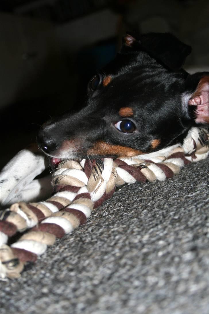 Dansk svensk gaardhund Noah - It wasn´t me...! billede 10