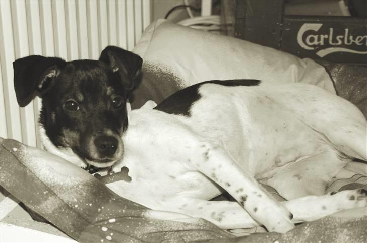 Dansk svensk gaardhund Noah - Efter en kold fra kassen er det meget godt at ligge lidt... billede 11