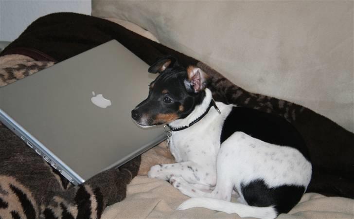 Dansk svensk gaardhund Noah - Ynglings_1 og Ynglings_2   -  Mac´en ta´r 2. pladsen :) billede 12