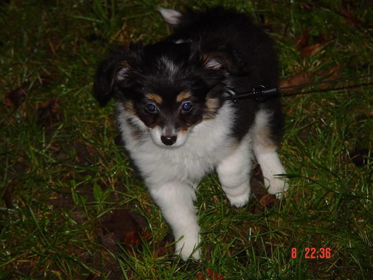 Papillon Tyson Død :( billede 20