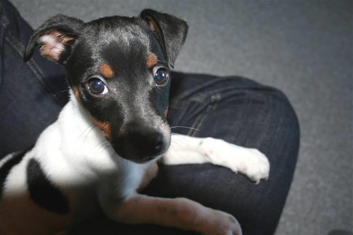 Dansk svensk gaardhund Noah - Lille ny og forsagt hvalp :) billede 13