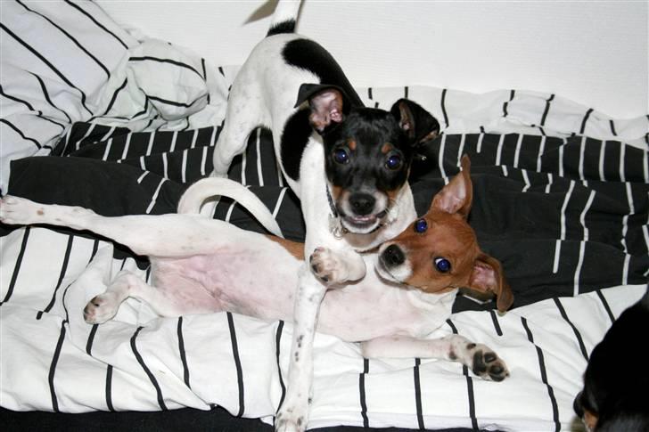 Dansk svensk gaardhund Noah - Vild leg med brormand... billede 14