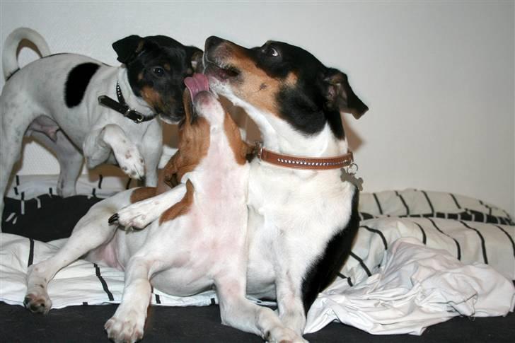 Dansk svensk gaardhund Noah - Så ka´ vi jo lige rotte os sammen mod Jerry-faren... billede 15