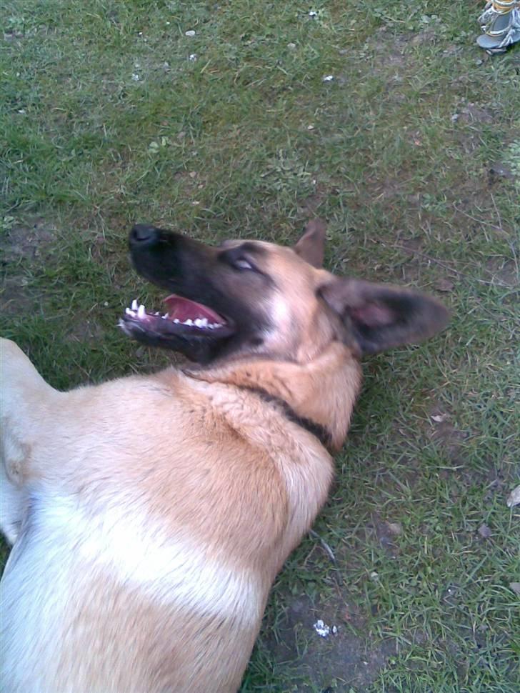 Kangal Macho billede 13