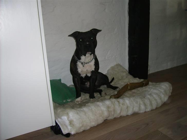 Amerikansk staffordshire terrier Rocky billede 9