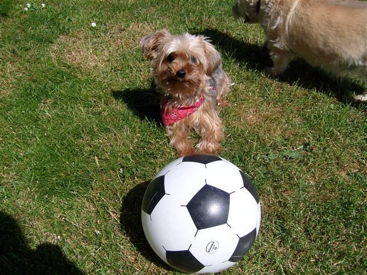 Yorkshire terrier  » Chilli « billede 10