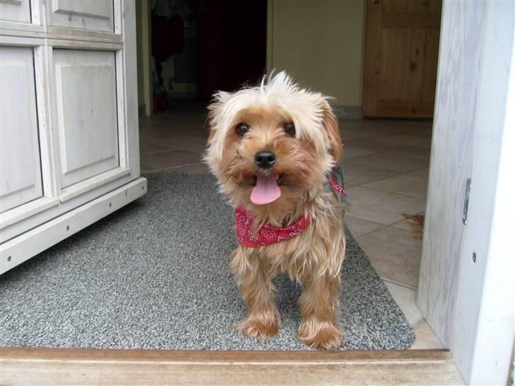 Yorkshire terrier  » Chilli « billede 11