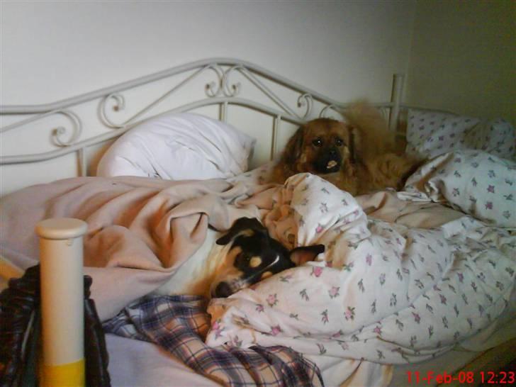 Blanding af racer Bounty billede 10